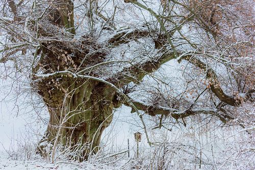 Winter bij de lindeboom van de oude herder