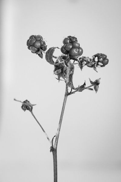 Light berry portrait by Casper Zuidwijk
