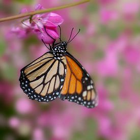 Monarchvlinder op bloemenachtergrond van Fred en Roos van Maurik