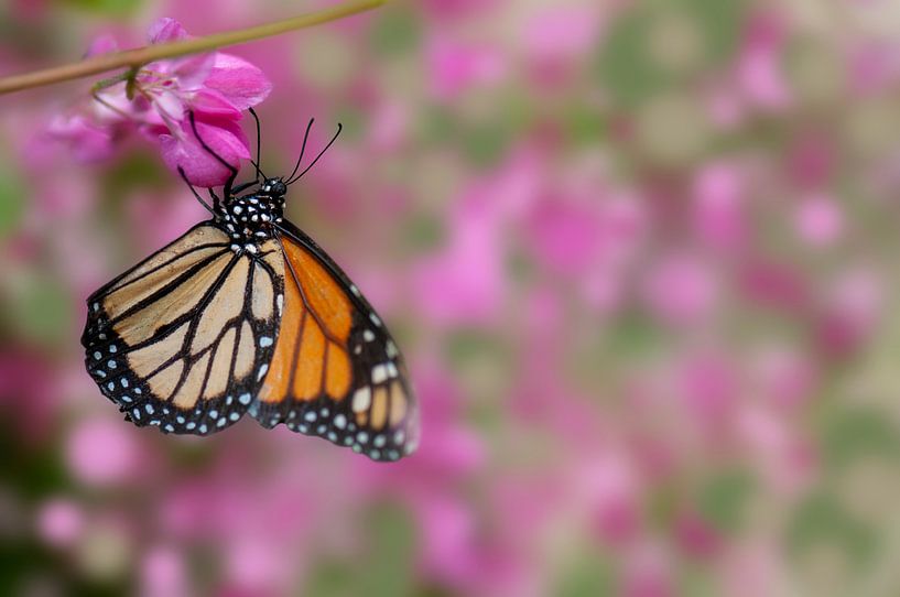 Monarchvlinder op bloemenachtergrond van Fred en Roos van Maurik