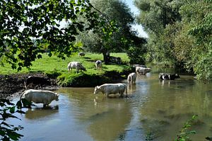 Vaches se baignant dans le Geul.