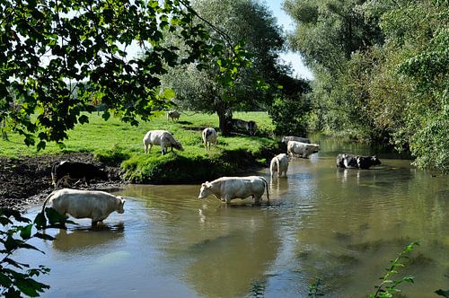 Vaches se baignant dans le Geul. sur Leo Langen