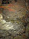 Autumn Mixture Reflections by Dorothy Berry-Lound thumbnail
