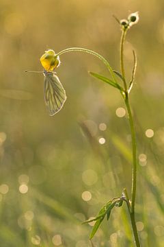 sleeping Green-veined White in a buttercup by Francois Debets