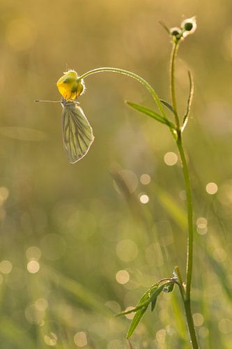 Schlafenden Grünader-Weißling in einer Butterblume