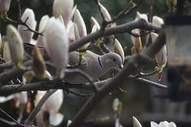 Duif in Magnolia by Luna Richters