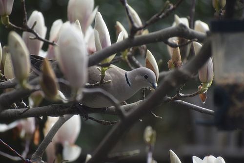 Duif in Magnolia