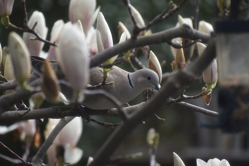 Duif in Magnolia von Luna Richters