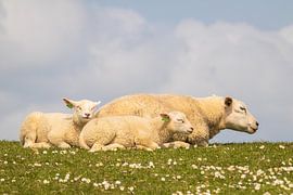 Schafe mit Lämmern von Meindert Marinus