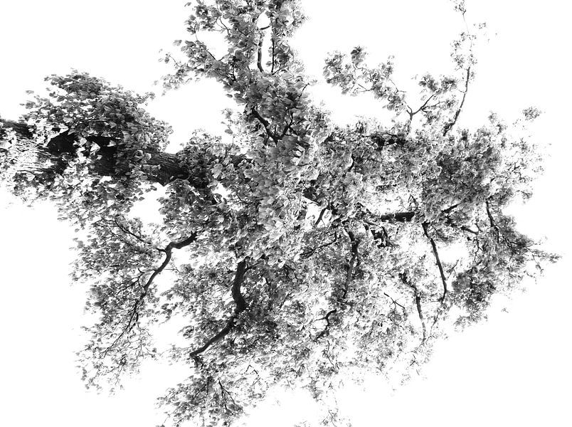 Tree Magic 103 von MoArt (Maurice Heuts)