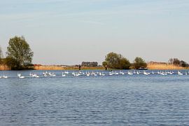 Sammelplatz für Schwäne von Christel Smits
