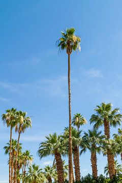 Gorgeous Palm Trees by Melanie Viola