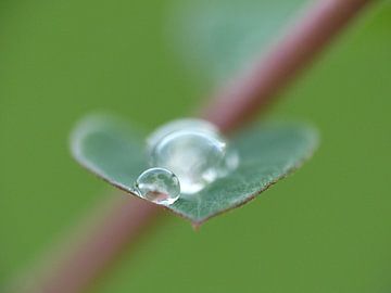 Raindrops in Love sur Gonnie van Hove