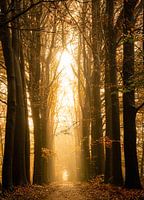 Ein magischer Herbstmorgen