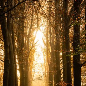 A magical autumn morning by Marloes ten Brinke