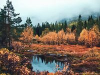 Norway forest lake