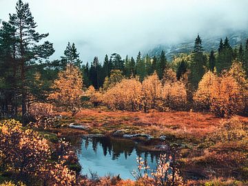 Norway forest lake by Digital Picture Bakery