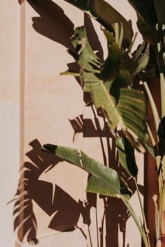 Ombres sur le mur rose | feuilles vertes sur Iris van Tricht