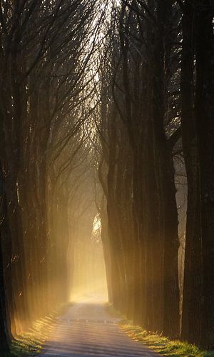 Bos laan tijdens zonsopgang