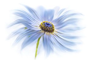 Daisy Delight, Mandy Disher van 1x