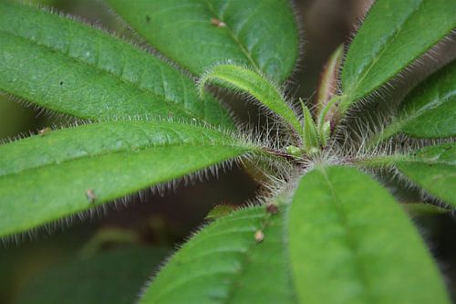 Als je haar maar goed zit