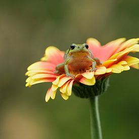 Tree frog on a beautiful gerbera