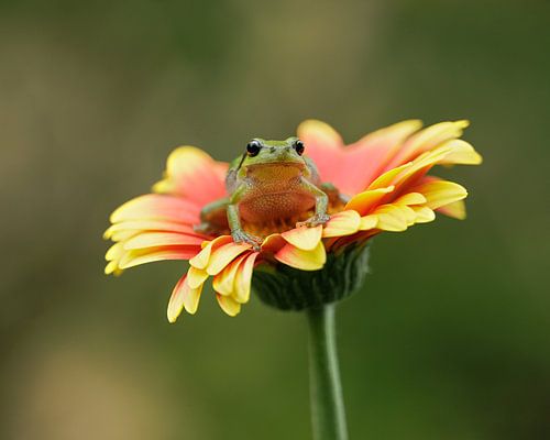 Boomkikker op een prachtige gerbera
