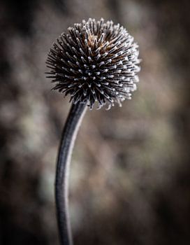 une touche en cas de gel