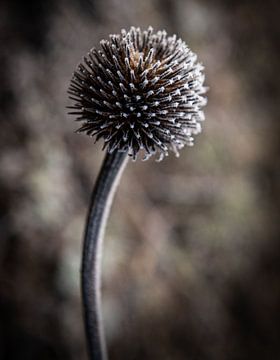 a touch if frost