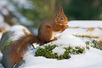 Eekhoorn in de sneeuw