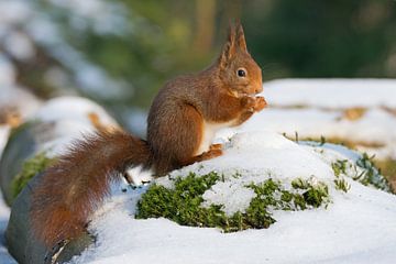 Écureuil dans la neige