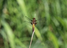 Plattbauch von Matthias Brix