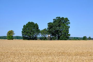 graanvelden bij Mörlunda Runda
