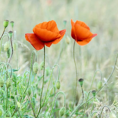 Duo Poppies