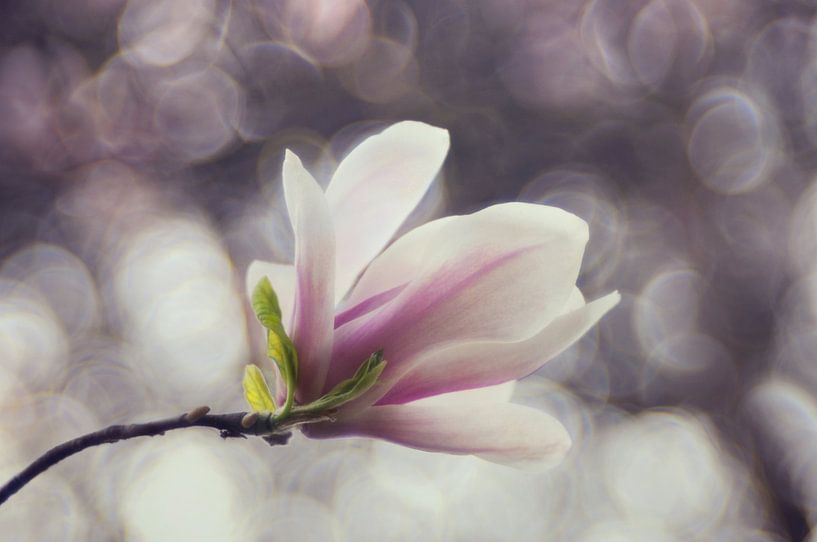 Macro - Magnolia by Angelique Brunas