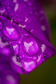 Diamants de la nature - gouttes sur une fleur violette sur Studio Zwartlicht