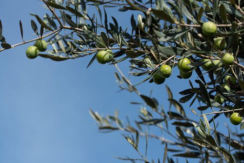 Olives in Sicily