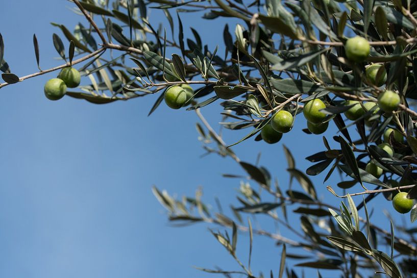 Olives in Sicily by Ulrike Leone