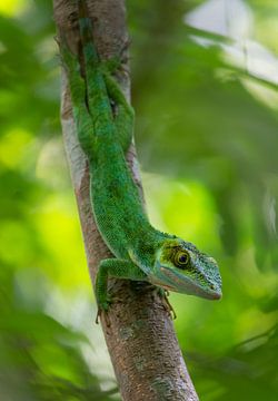 A hunting Anolis luteogularis in the tropical rainforest of Cuba by Thijs van den Burg