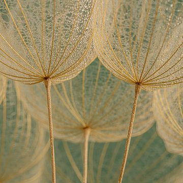 Vierkantje met pluisjes van een Morgenster (Tragopogon) met druppels van Marjolijn van den Berg