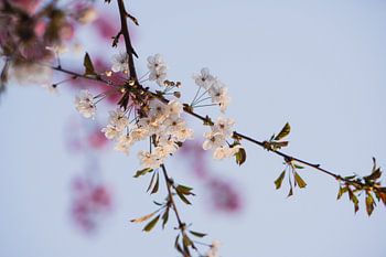 Fleurs de cerisier dans la douce lumière du soir