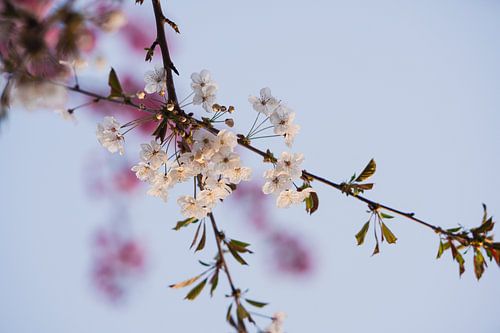 Kirschblüten im sanften Abendlicht