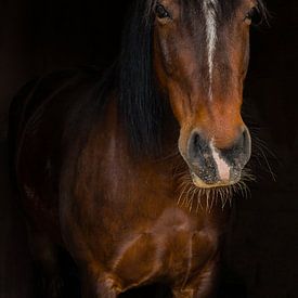 Portret van een paard van Gottfried Carls