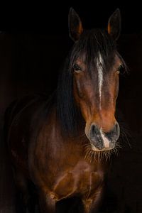 Portrait d'un cheval