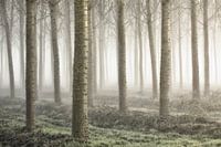 Petite forêt
