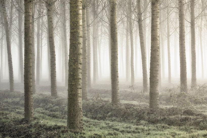 Petite forêt par Fiorenzo Carozzi