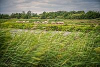 Schapen in de Westbroekse Zodden