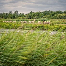 Moutons dans le Zodden de Westbroek sur Hans Lebbe