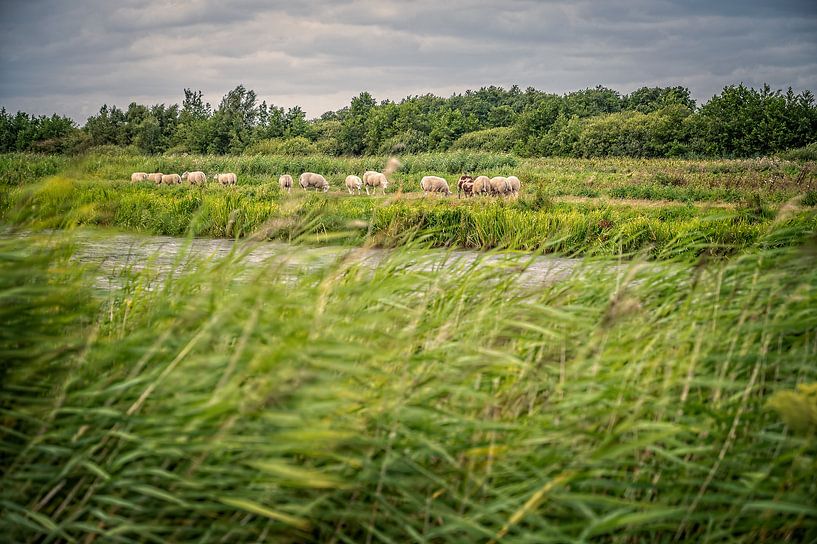 Moutons dans le Zodden de Westbroek par Hans Lebbe