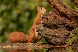 Squirrel by a branch by Tanja van Beuningen